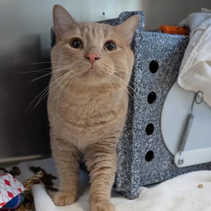 An adult medium-sized male Domestic Short Hair cat named Biscuit for adoption in Birdsboro, PA