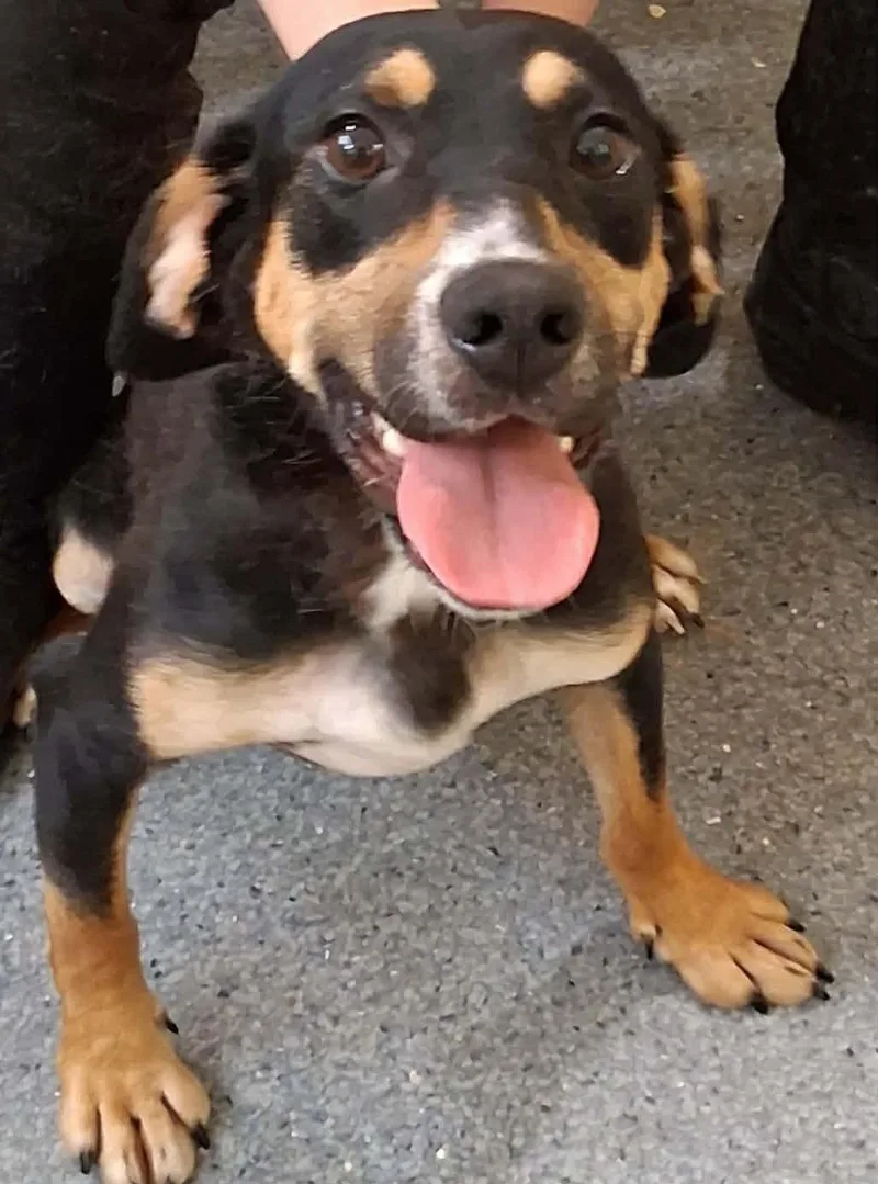 A young small-sized female Mixed Breed dog named Violet for adoption in Covington, VA