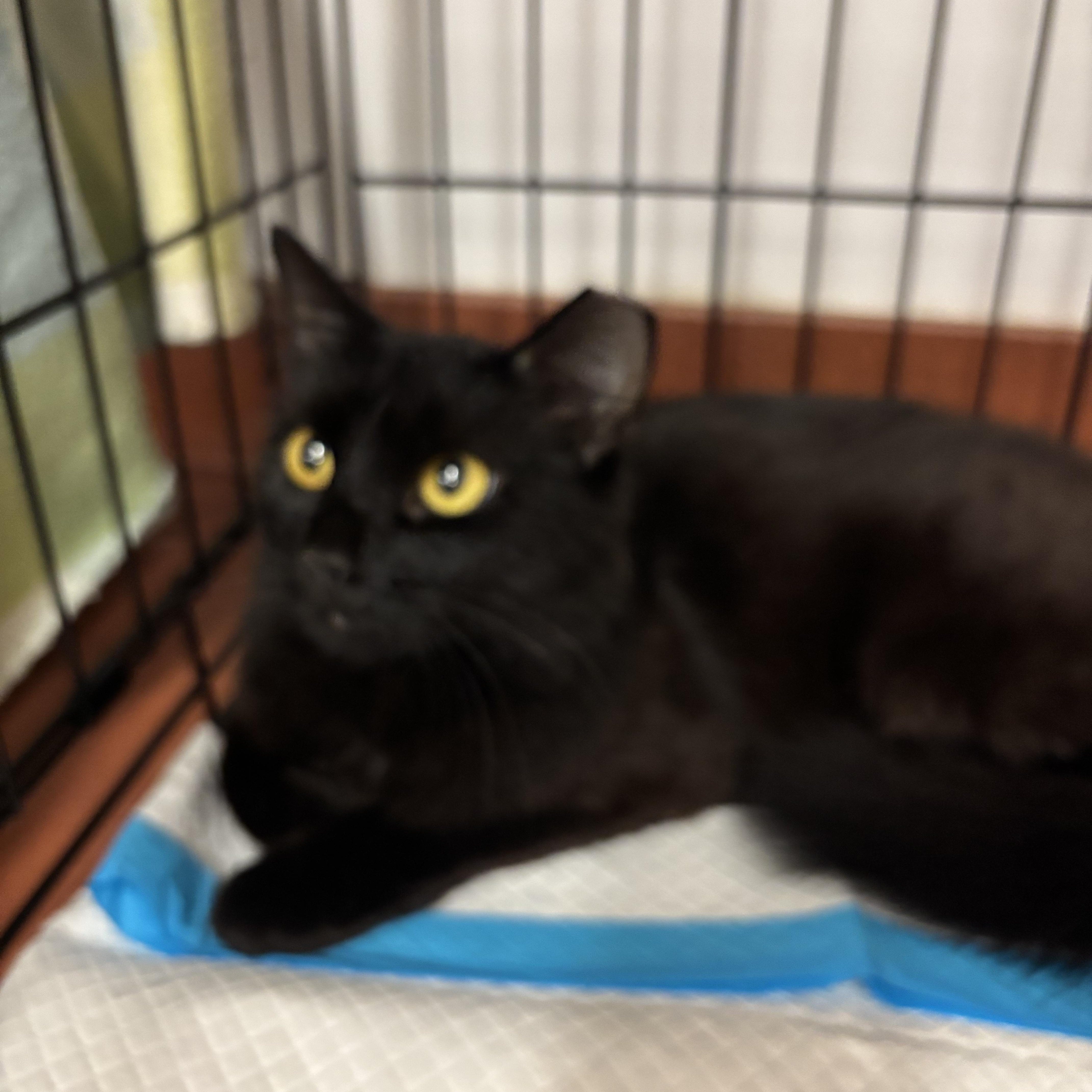 A young large-sized female Black Domestic Short Hair cat named Lorelei for adoption in York, PA