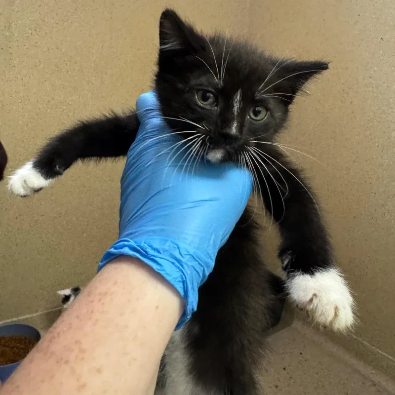 A baby small-sized male Black Domestic Short Hair cat named Primo for adoption in Pekin, IL