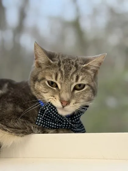 An adult small-sized male Domestic Short Hair cat named Franz for adoption in West Chester, PA