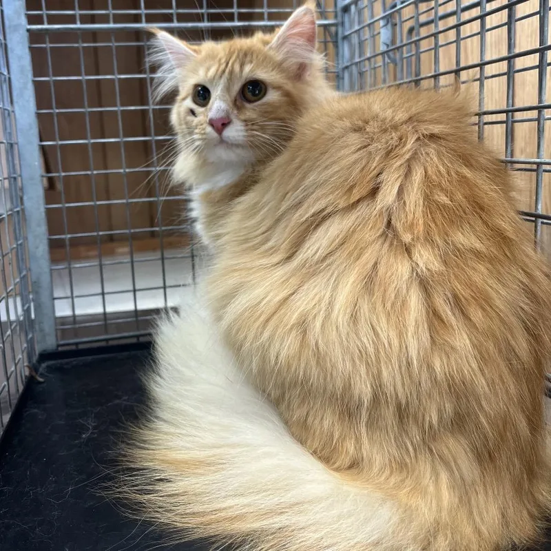 Feral Greener Pastures