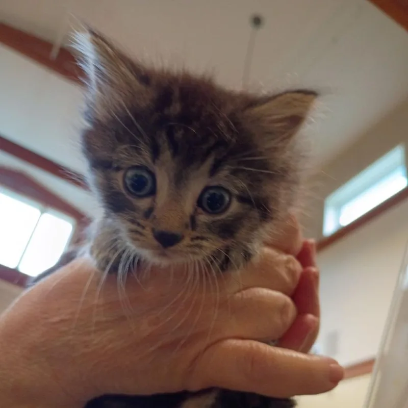A baby small-sized female Gray / Blue / Silver Domestic Short Hair cat named Teacup for adoption in Lynchburg, VA