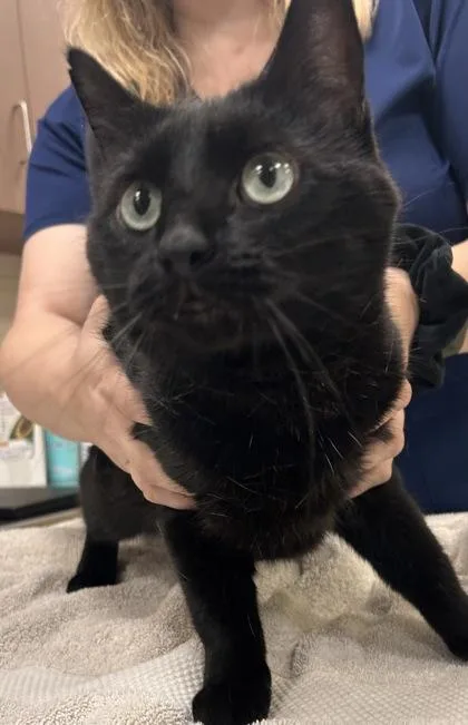 An adult medium-sized male Domestic Short Hair cat named Leonardo for adoption in Fishers, IN
