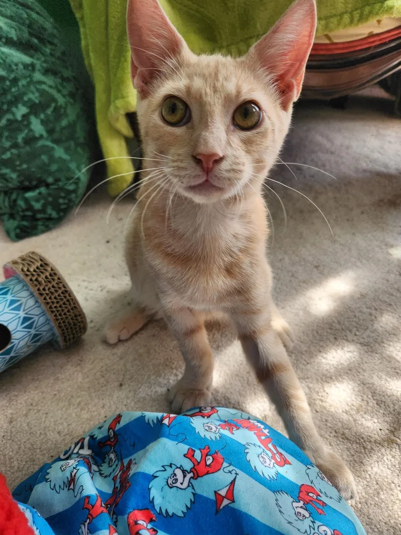 A baby medium-sized male Buff / Tan / Fawn Domestic Short Hair cat named Miles for adoption in Turnersville, NJ