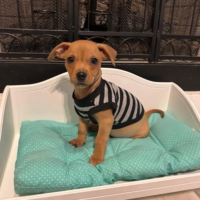 A baby small-sized male Yellow / Tan / Blond / Fawn Chihuahua dog named Orion for adoption in Fort Worth, TX