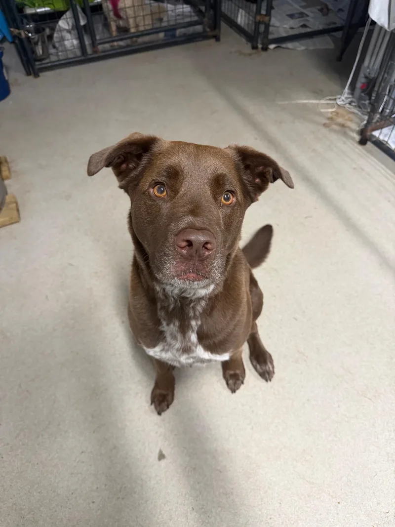 A young medium-sized male Brown / Chocolate Labrador Retriever dog named Yogi for adoption in Hamden, CT