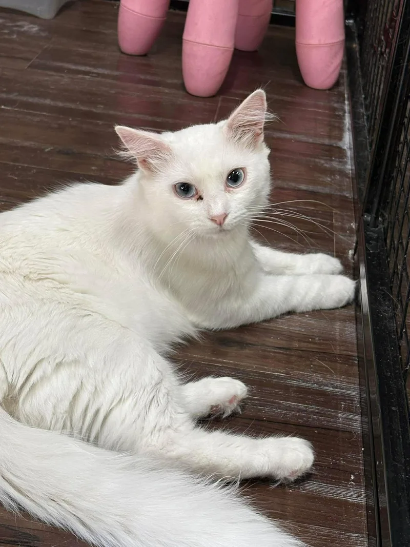 A young large-sized male White Turkish Angora cat named Polar for adoption in St. George, UT