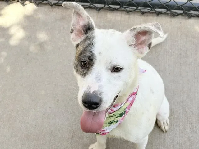 A young small-sized male Pit Bull Terrier dog named Justice for adoption in Tulsa, OK