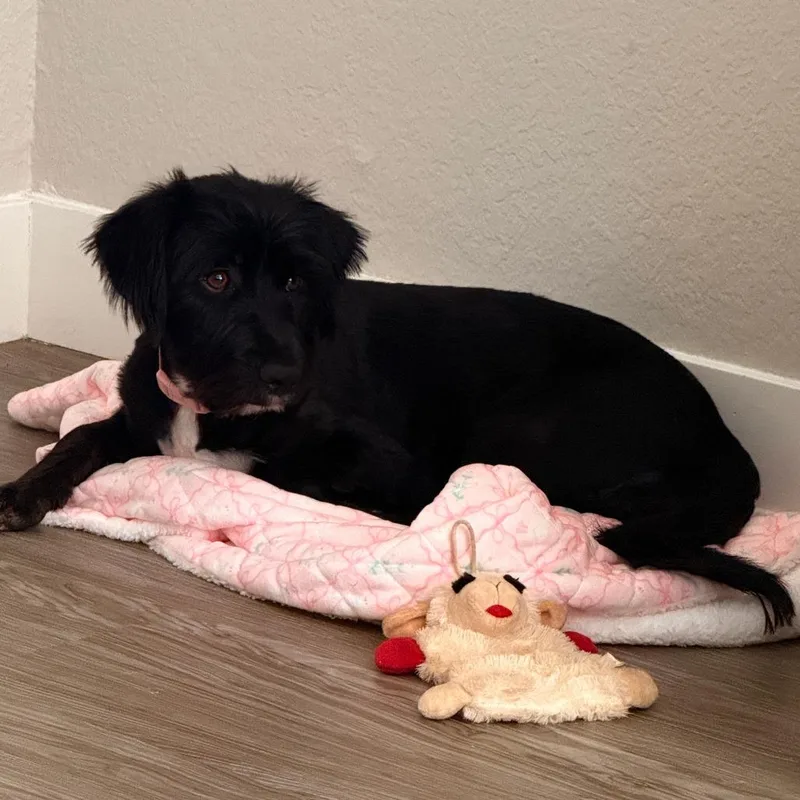 A young small-sized female Black Terrier dog named Nova for adoption in Riverside, CA