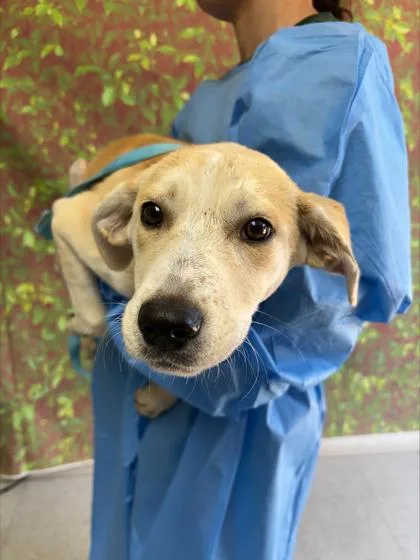 A young small-sized female Labrador Retriever dog named Ponyo for adoption in San Antonio, TX