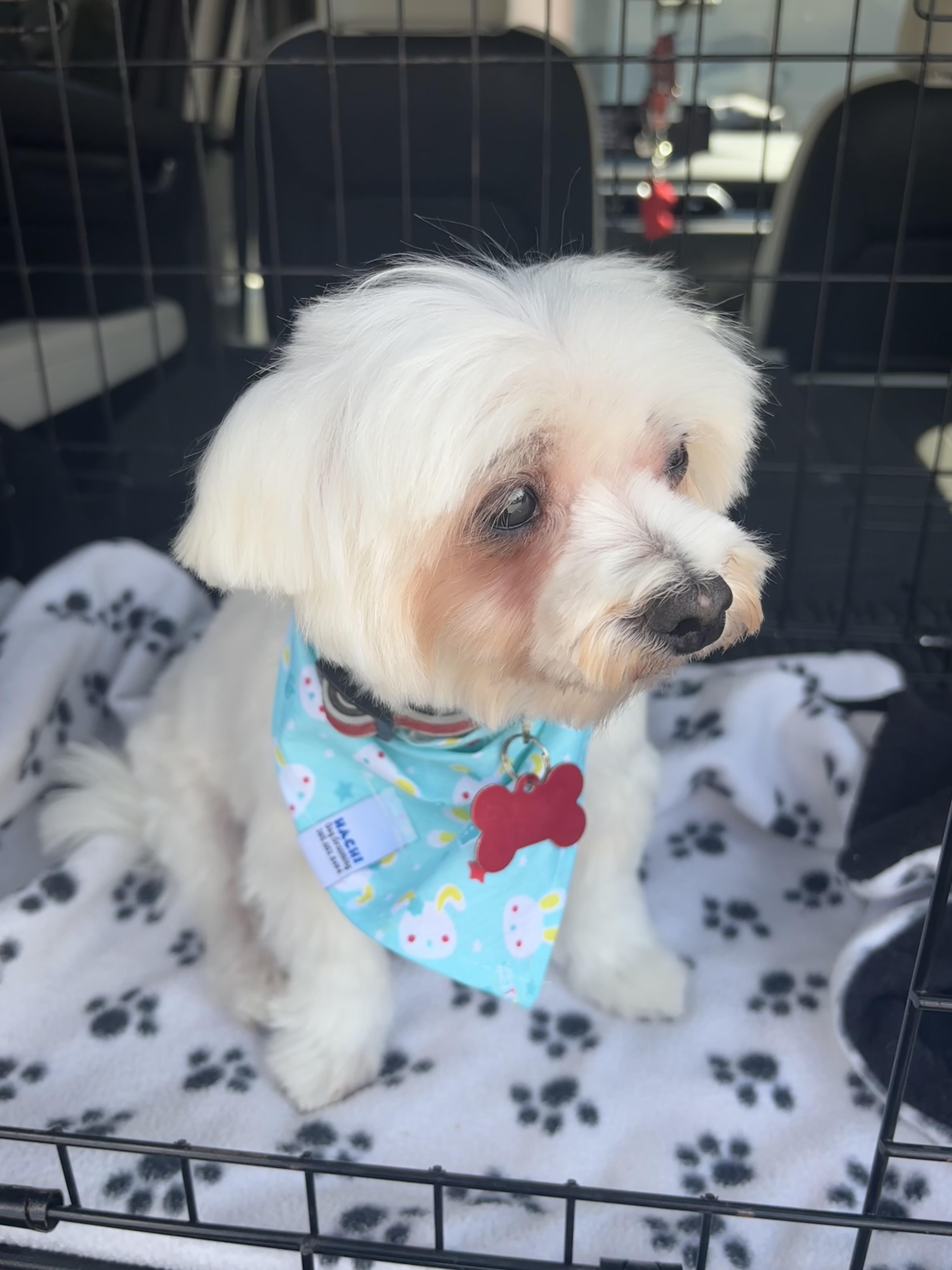 A senior small-sized male Maltese dog named Chip for adoption in Cape Coral, FL