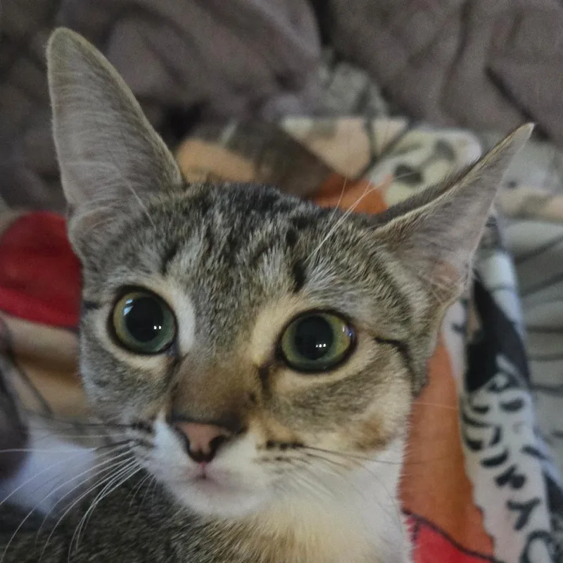 A baby small-sized female Gray / Blue / Silver Domestic Short Hair cat named Twinkie for adoption in San Antonio, TX
