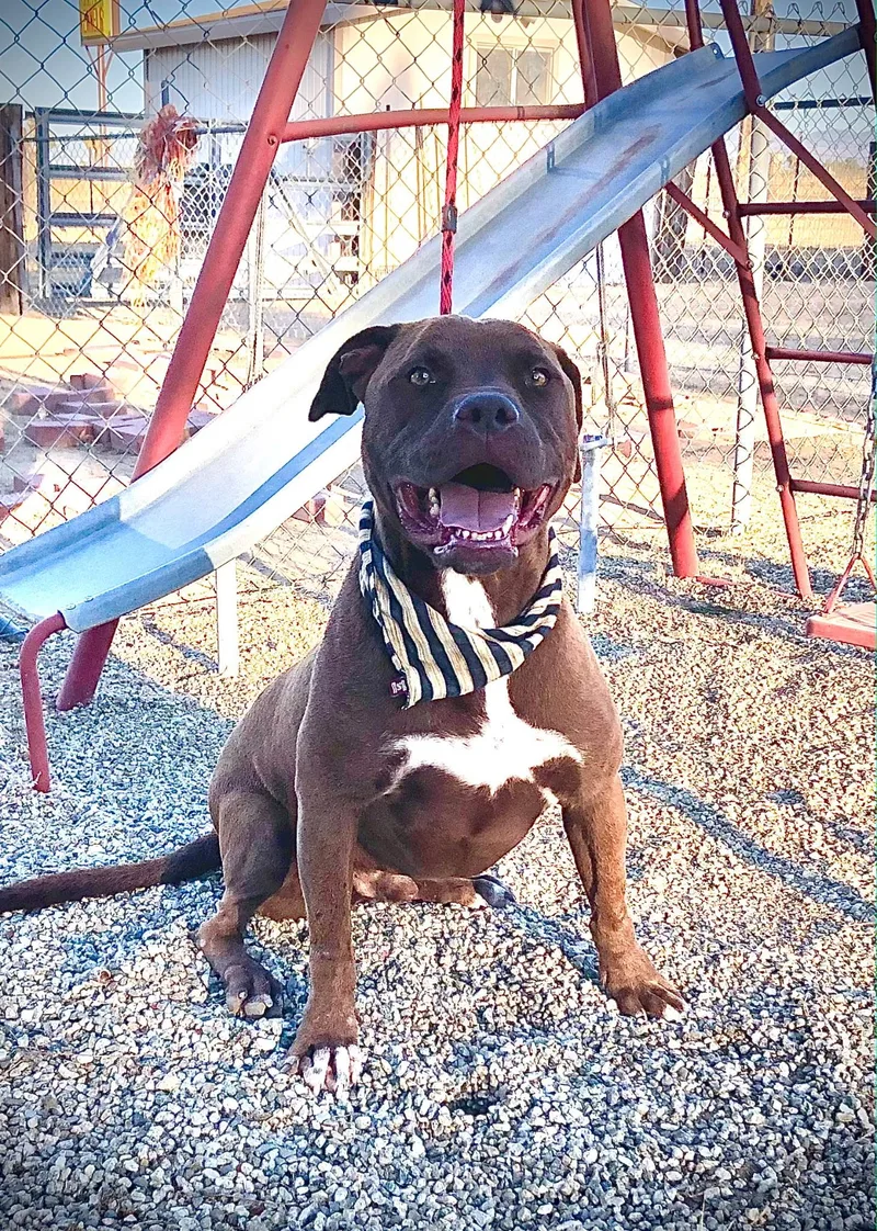 A young medium-sized male Pit Bull Terrier dog named Calvin for adoption in oriskany, NY