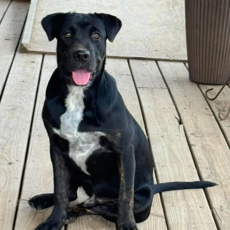 A baby large-sized male Black Labrador Retriever dog named Jett for adoption in Chatham, NJ