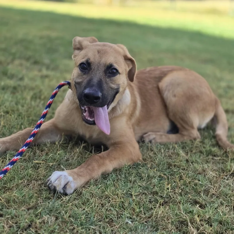 A baby medium-sized male Red / Chestnut / Orange Retriever dog named Berry for adoption in Mansfield, TX