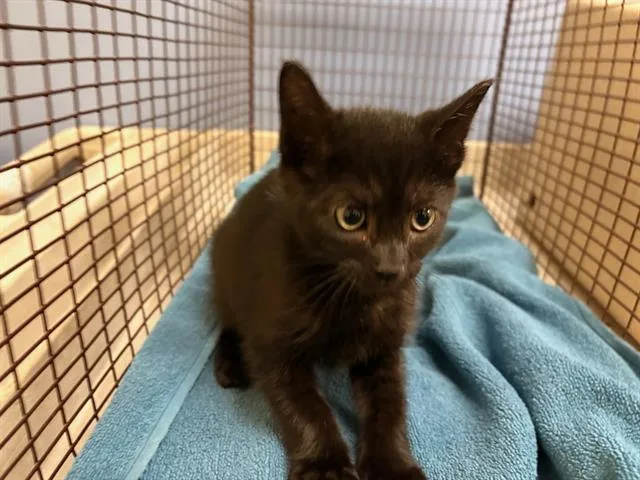 A baby small-sized male Domestic Short Hair cat named Jerry for adoption in Tustin, CA