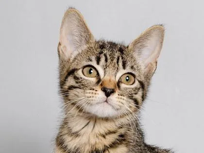 A baby small-sized male Domestic Short Hair cat named Maple for adoption in Longmont, CO
