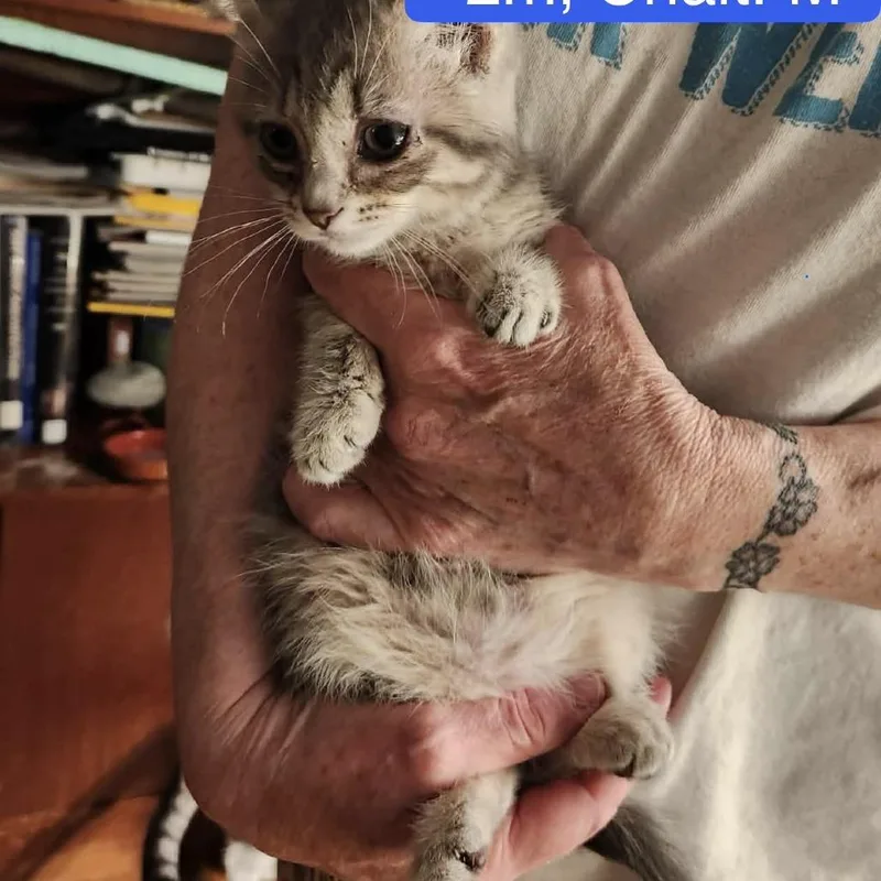 A baby small-sized male Gray / Blue / Silver Domestic Short Hair cat named Silver Fox for adoption in Richmond, IN