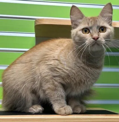 A young large-sized female Domestic Short Hair cat named Canyon for adoption in Shreveport, LA