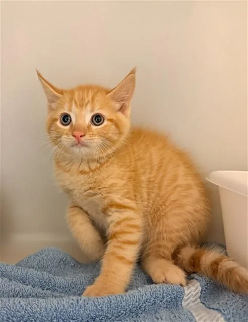 A baby small-sized male Domestic Short Hair cat named Lenyx for adoption in Statesville, NC