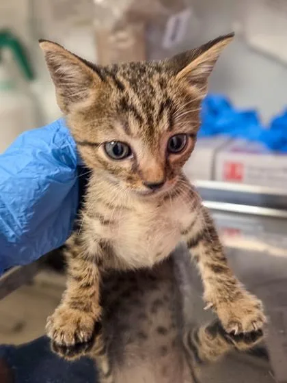 A baby small-sized male Domestic Short Hair cat named Doodad for adoption in Fresno, CA