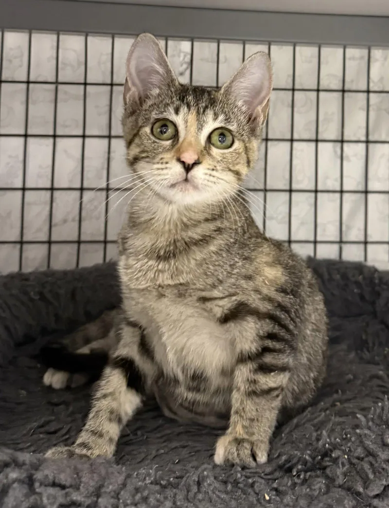 A young medium-sized female Domestic Short Hair cat named Burpee for adoption in Satellite Beach, FL