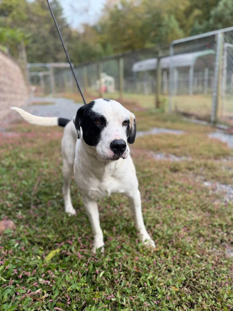 An adult large-sized male Great Pyrenees dog named Panda for adoption in Lovingston, VA