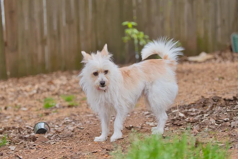 An adult small-sized female White / Cream Mixed Breed dog named Mia for adoption in Chamblee, GA