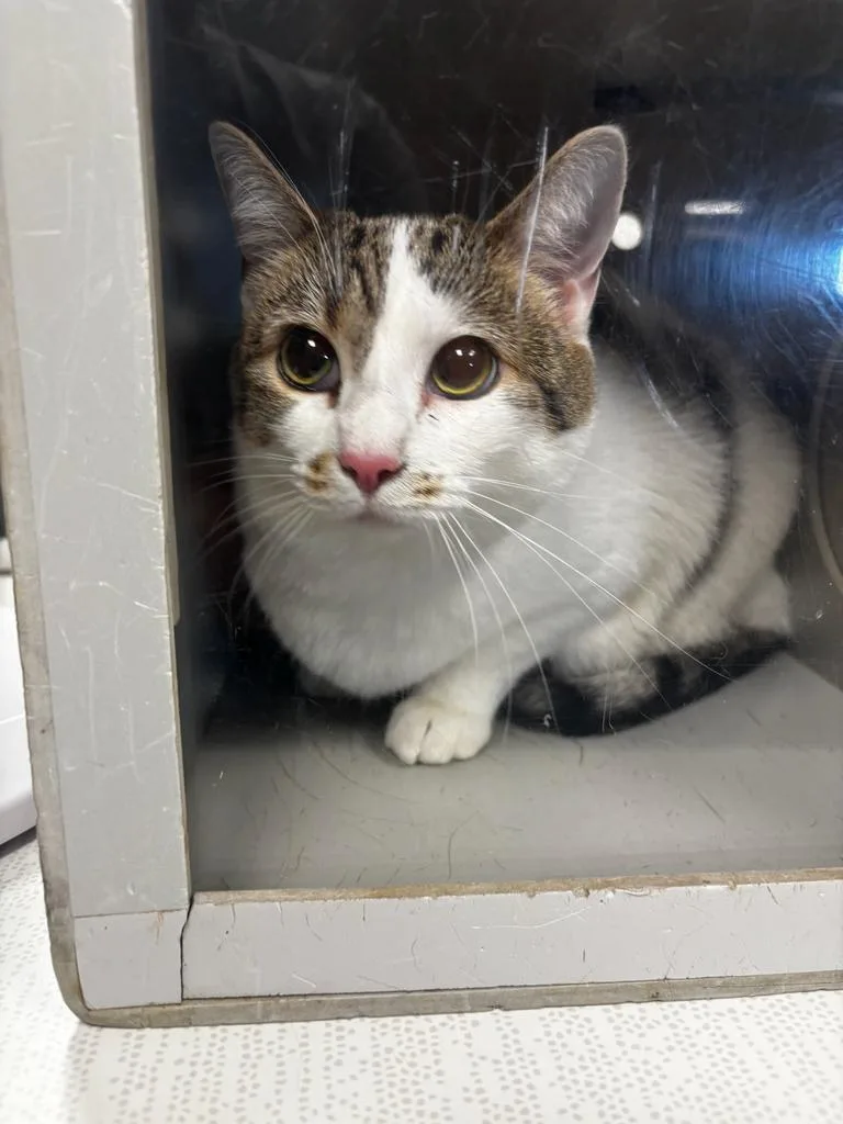 An adult small-sized female Domestic Short Hair cat named Daisy for adoption in Greenfield, IN