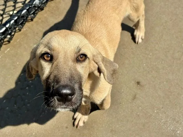 A young small-sized female German Shepherd Dog dog named Hope for adoption in Tulsa, OK