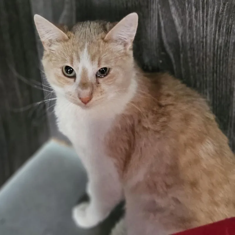 An adult medium-sized female Buff / Tan / Fawn Domestic Short Hair cat named Little Mama for adoption in Lakewood, CO