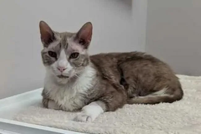 An adult medium-sized male Brown / Chocolate Cornish Rex cat named Charles for adoption in Madison, WI