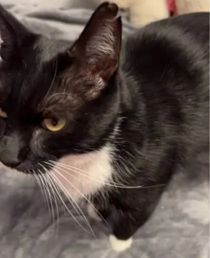 An adult medium-sized male Domestic Short Hair cat named Tuxedo Cat for adoption in Shawano, WI