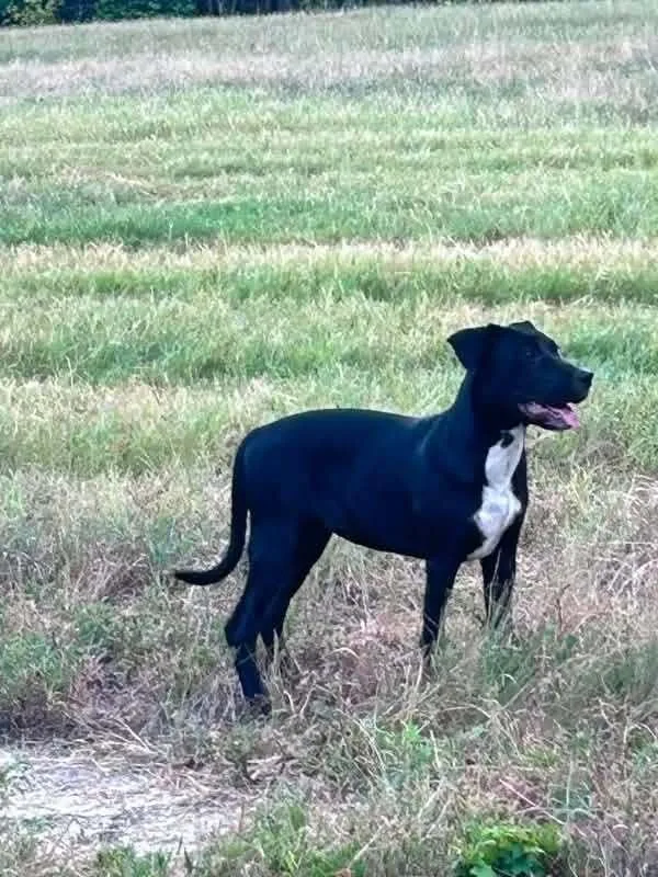 A baby medium-sized female Tricolor (Brown, Black, & White) Hound dog named Sally for adoption in New Bedford, MA