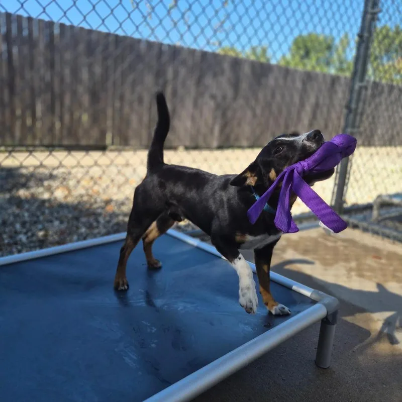 A young small-sized male Black Mixed Breed dog named Lancelot for adoption in Woodstock, IL