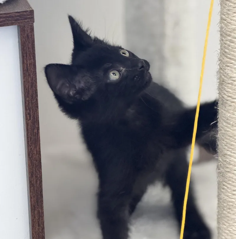 A baby medium-sized male Domestic Short Hair cat named Reuben for adoption in Gardnerville, NV