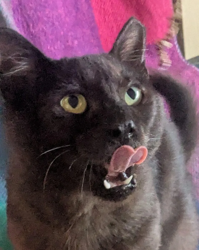 An adult medium-sized male Black Domestic Short Hair cat named Louie aka Mr. Charming for adoption in Westminster, CA