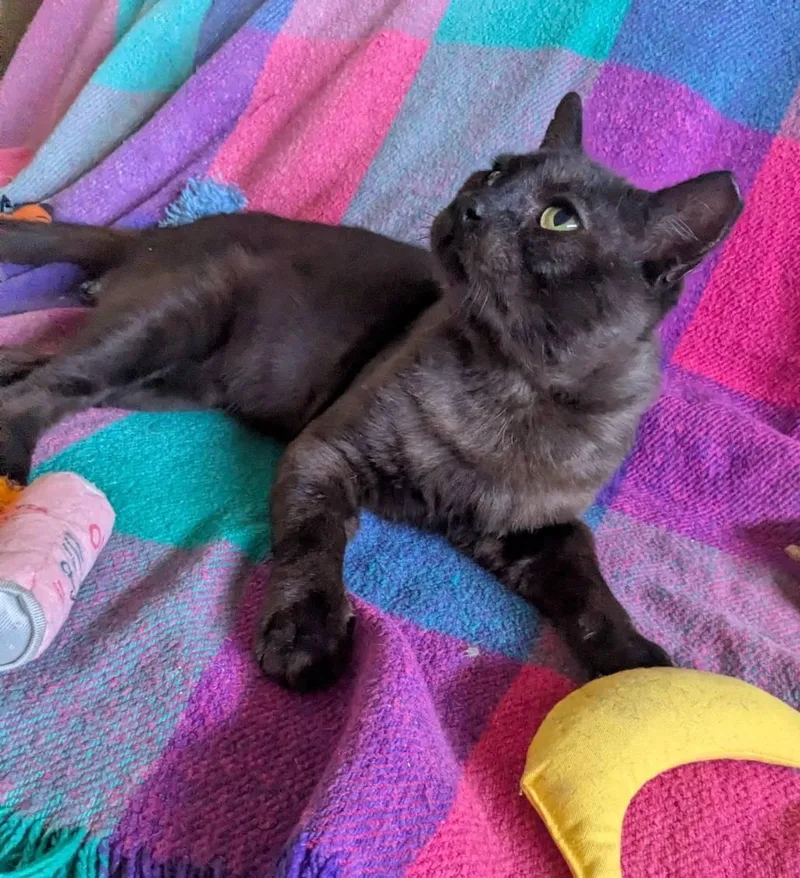 Louie aka Mr. Charming thumbnail 2