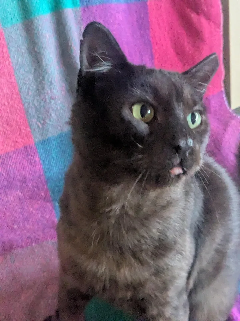 Louie aka Mr. Charming thumbnail 3