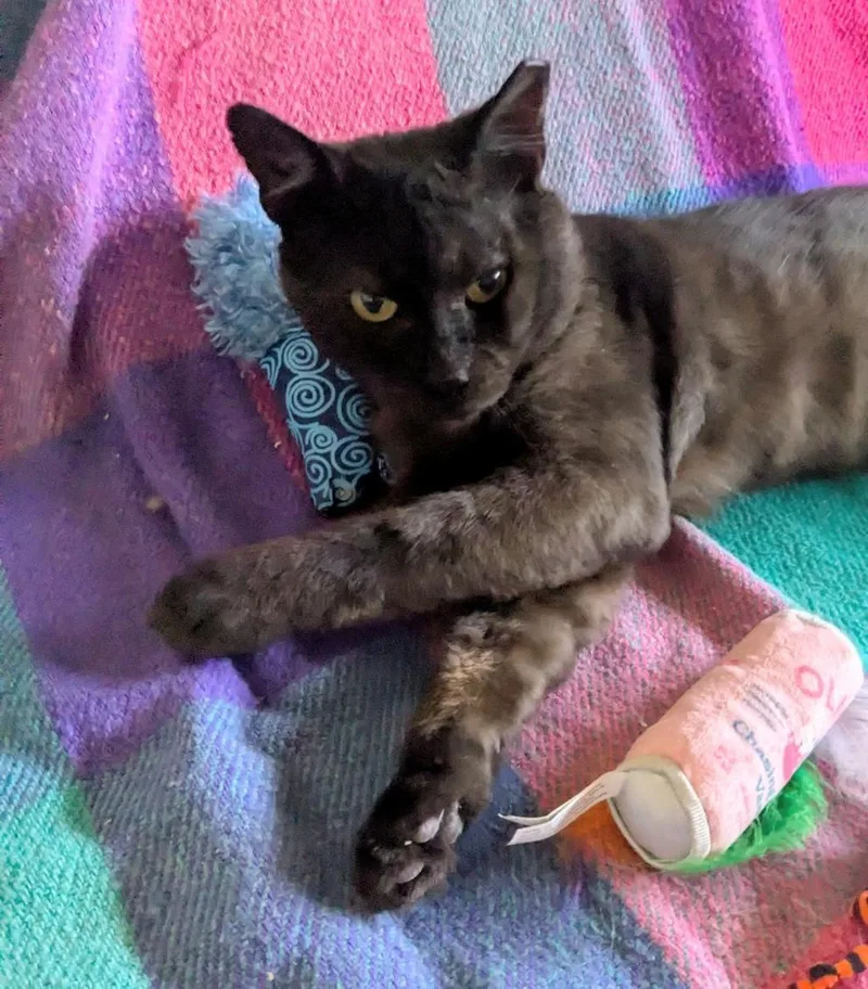 Louie aka Mr. Charming thumbnail 4