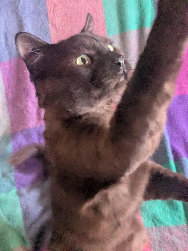 Louie aka Mr. Charming thumbnail 5