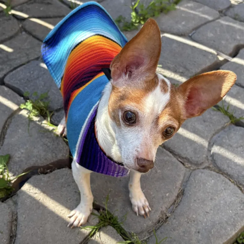An adult small-sized male Brown / Chocolate Chihuahua dog named Ozzy for adoption in Longview, TX