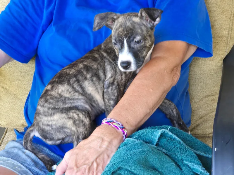 A baby small-sized female Brindle Mixed Breed dog named Nori for adoption in Monona, WI