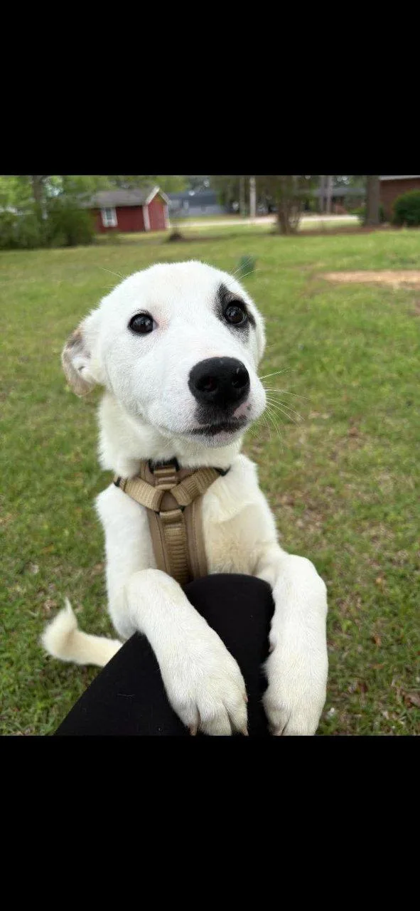 A baby medium-sized female White / Cream Mixed Breed dog named Moom for adoption in Raleigh, NC