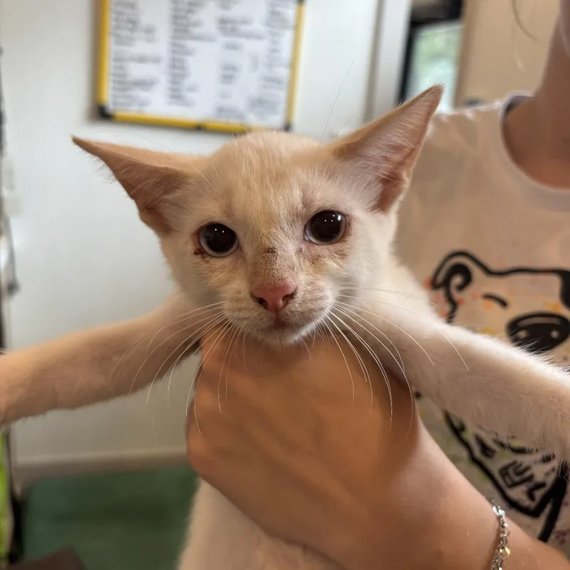 A baby small-sized male White Domestic Short Hair cat named Coconut Cody for adoption in Louisville, KY