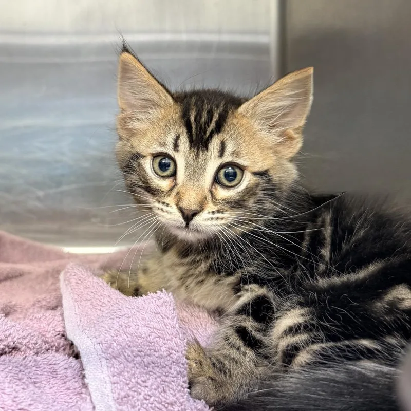 A baby small-sized male Brown / Chocolate Domestic Short Hair cat named Chronos for adoption in Palm Springs, CA