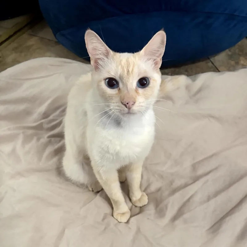 A young medium-sized female Brown / Chocolate Domestic Short Hair cat named Luna for adoption in Long Beach, CA