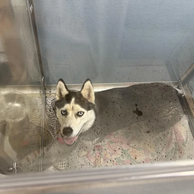 A baby large-sized female Black Husky dog named Hunnie for adoption in Uniontown, PA