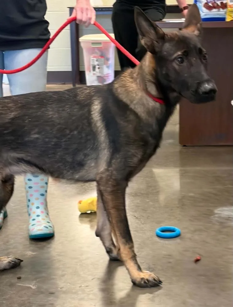 An adult medium-sized male Tricolor (Brown, Black, & White) Belgian Shepherd / Malinois dog named Bryar  Located in for adoption in Imlay City, MI